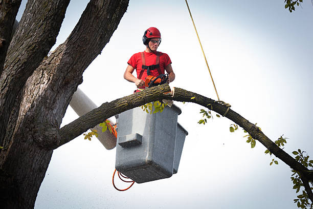 Cape Charles, VA Tree Services Company